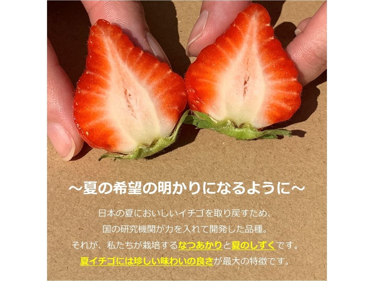 夏イチゴ通販出荷販売開始