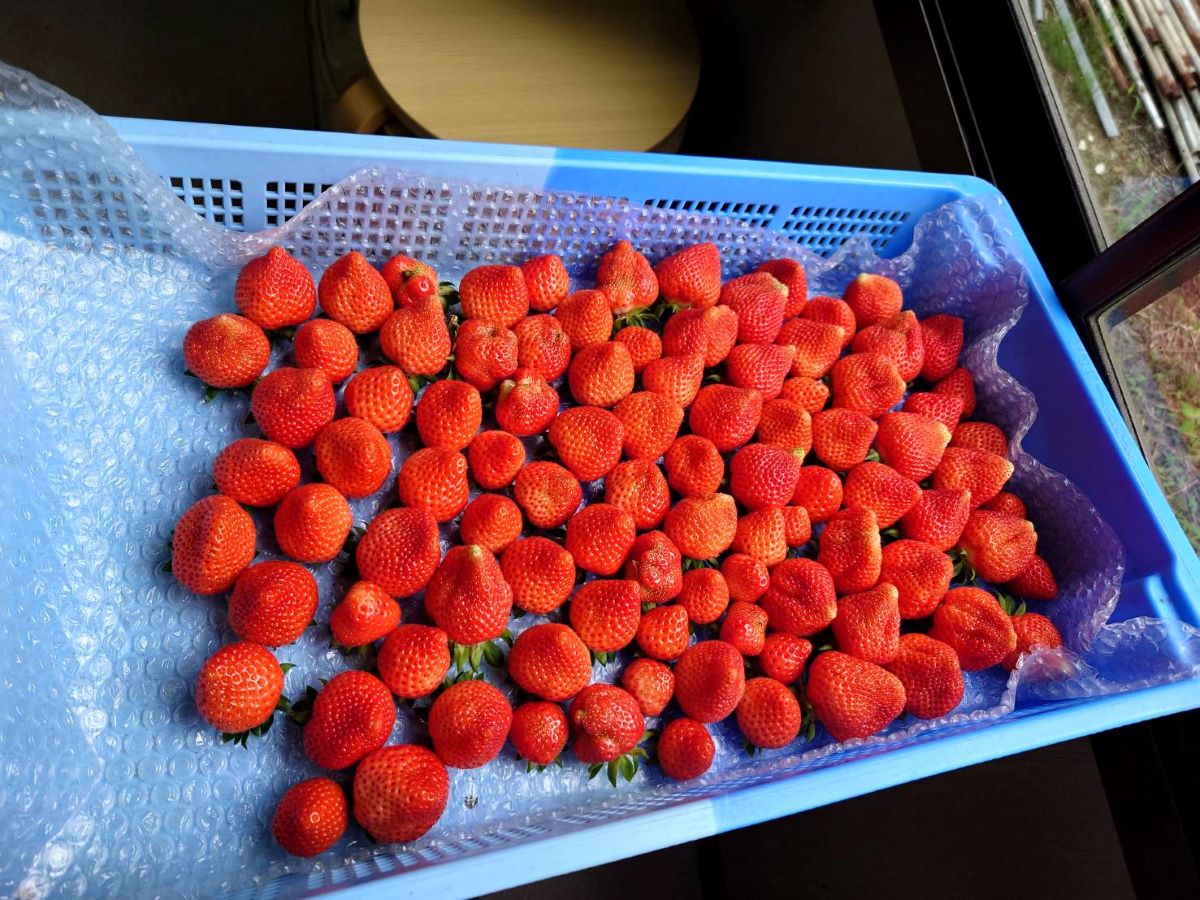 夏イチゴ出荷開始
