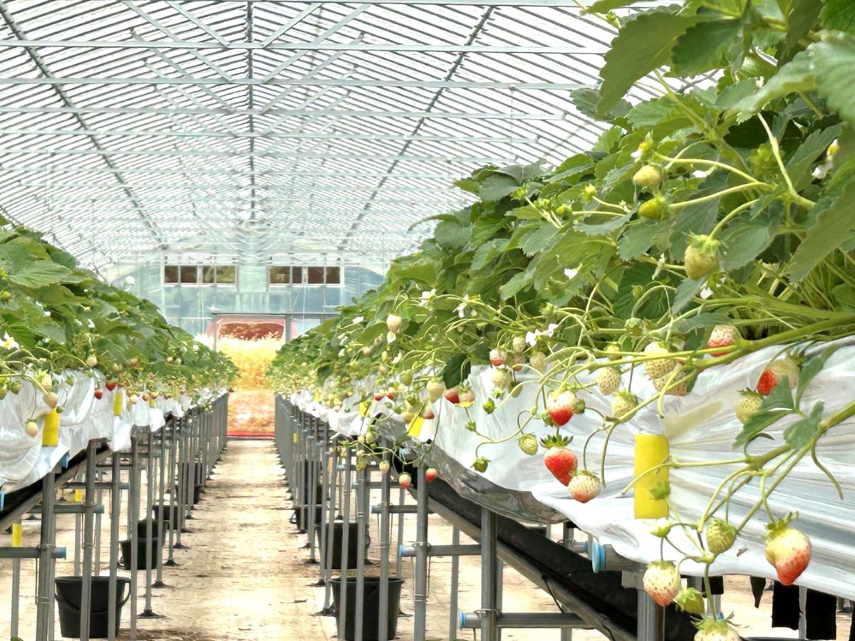 夏イチゴ出荷販売は後半戦に突入