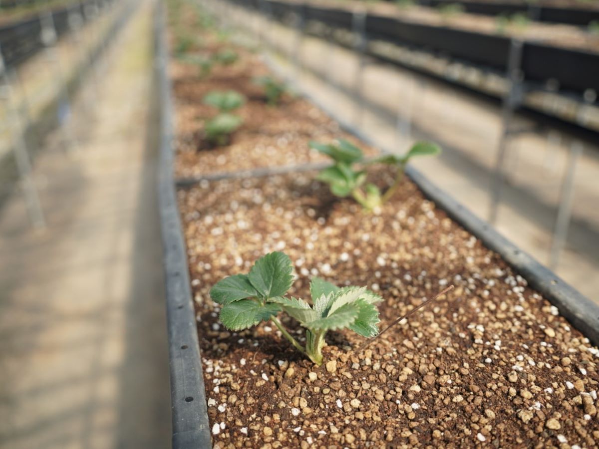 夏イチゴ定植