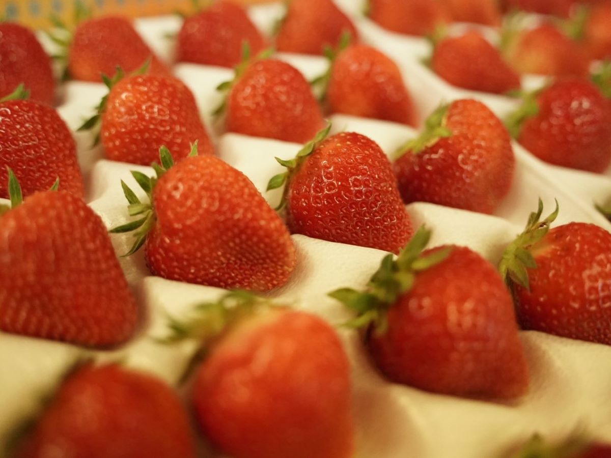 2026年夏イチゴ、初出荷開始のお知らせ｜高食味品種「なつあかり」「夏のしずく」今季も安定供給