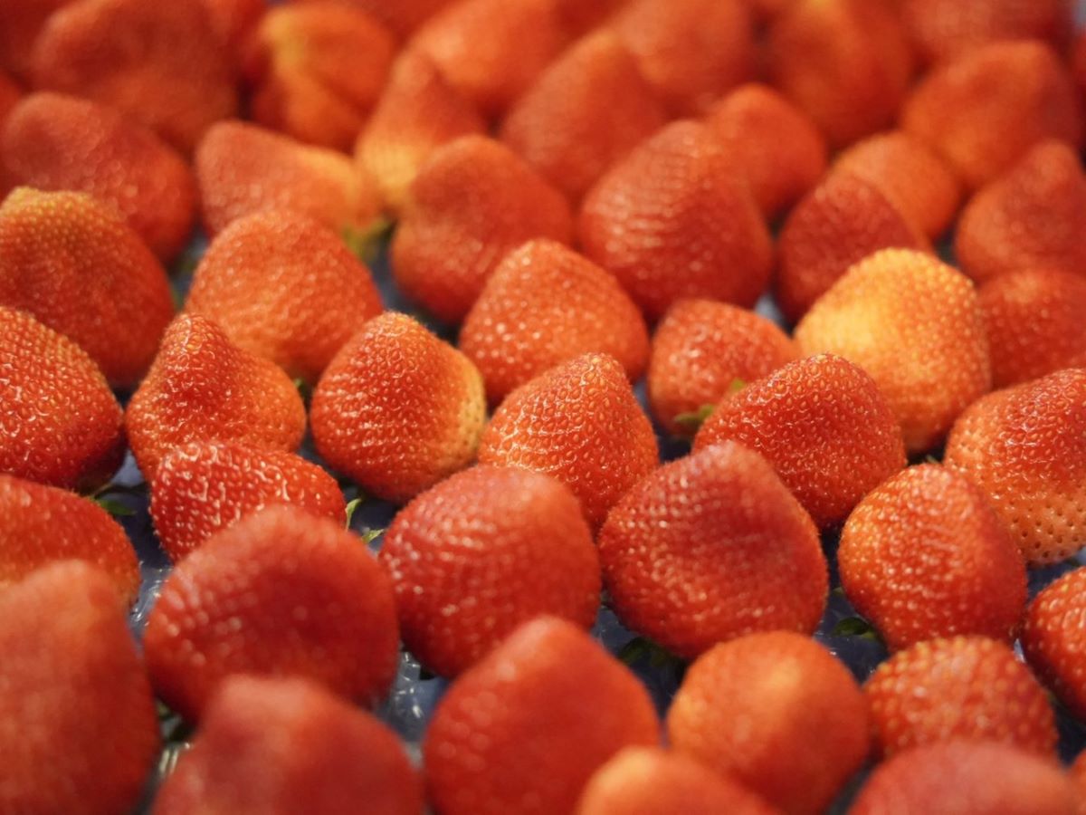 2026年夏イチゴ、初出荷開始のお知らせ｜高食味品種「なつあかり」「夏のしずく」今季も安定供給